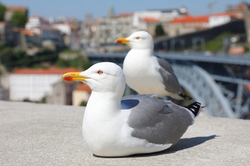 Sea gulls close up