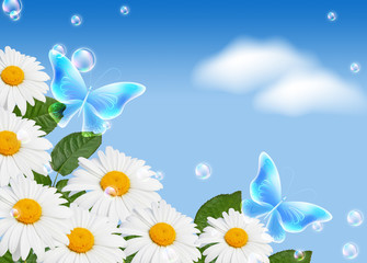 Daisy and butterflies