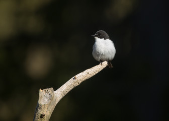 European pied flycatcher