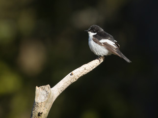 European pied flycatcher