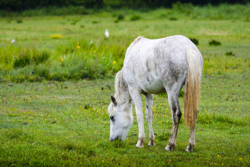 Plakat White horse of Camargue