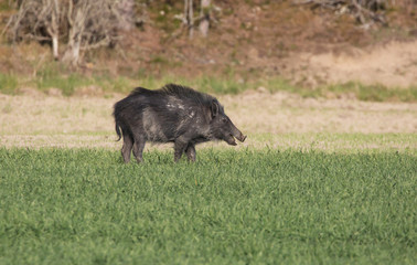  wild boar