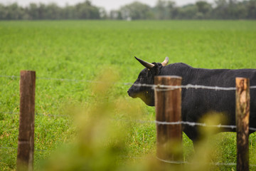 Bull of Camargue in field