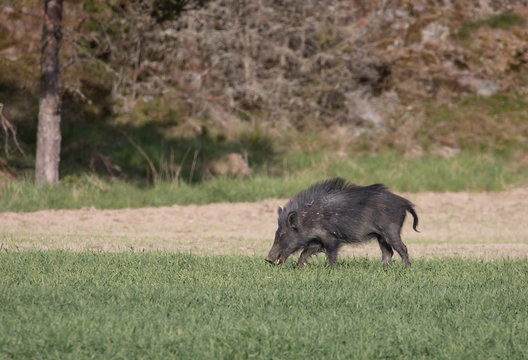wild boar
