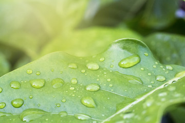 water drop on leaf with color effect