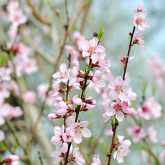 Fototapeta na wymiar Beautiful blooming cherry tree