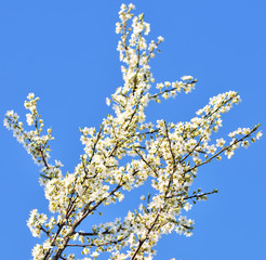 Cherry blossoms with nice background color