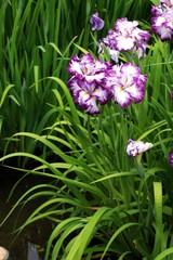 Obraz premium 花菖蒲