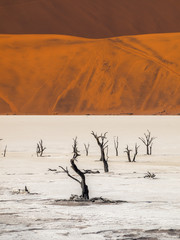 Fototapeta na wymiar Deadvlei in the Namib Naukluft National Park, Sesriem, Namibia