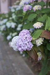 Beautiful multicolored hydrangeas on a city street. Spring.