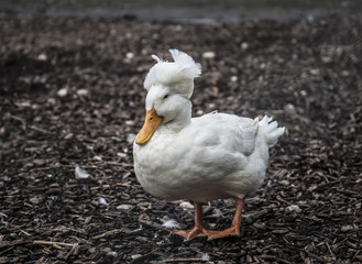 Pato blanco 
