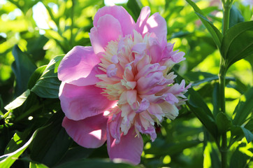 Pink peonies in the summer garden