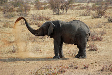 Elefant Sequenz 1