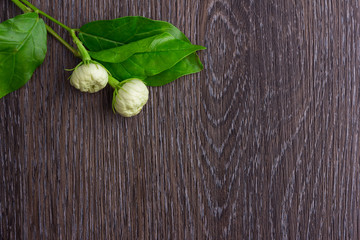 Tropical jasmine flower