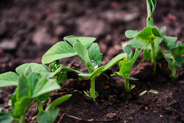 sprouts green peas 