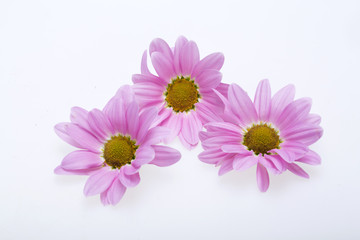 young pink chrysanthemum flower isolated on white