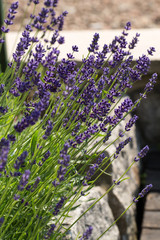 Garden with the flourishing lavender