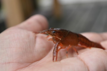 アメリカザリガニ