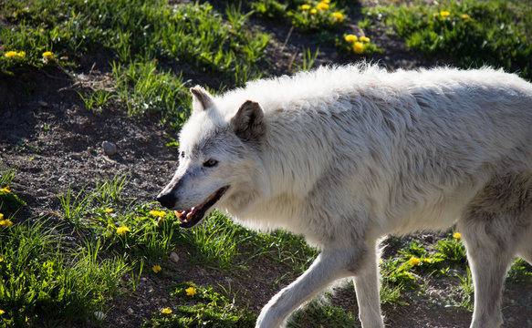 Close up of a gray wolf walking toward the left. Photographed in profile at the Grizzly and Wolf Discovery Center, West Yellowstone, Montana. 