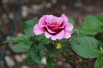 Roses in the summer garden. Summer flowers