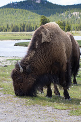 Close up of a buffalo grazing on short grass in the foreground. A river and mountains are in the background. Photographed in Yellowstone National Park.