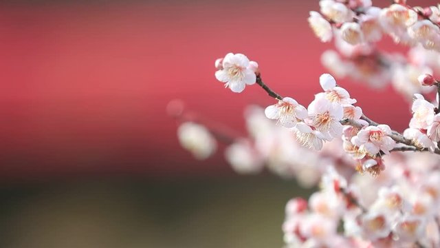 梅の花