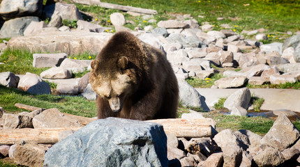 Close Up of Grizzly Searching for Food among boulders. His head is down, showing a prominent hump on his back. Photographed at the Grizzly and Wolf Discovery Center, Montana.