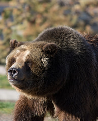 Fototapeta premium Close up of a grizzly bear facing the camera looking to the left. The face, fur and hump are seen in detail. Photographed in West Yellowstone, Montana.