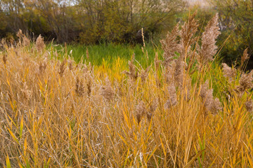 Colorful yellow golden color of reed grass in the field. Autumn in Tasmania, Australia.