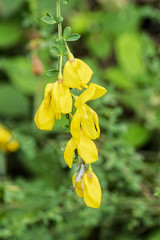 Group of bright yellow flowers with tiny leaves hanging from a wild shrub.