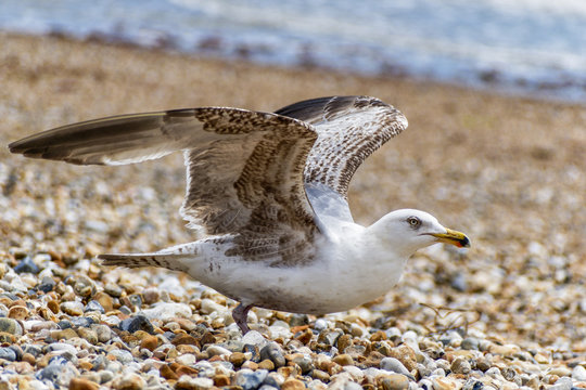 Closeup of an immature Herring Gull on a beach, wings outstretched, preparing for flight .