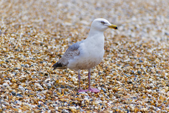 Close up of a young Herring Gull on a stony beach.
