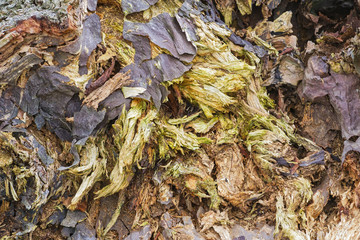 Closeup of the inside of a decaying tree stump