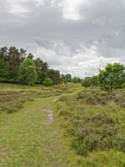 Fototapeta na wymiar A footpath wanders across tree lined moorland under a grey, overcast sky.