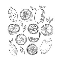 Lemons. Black and white citrus fruits for coloring pages. Doodle illustration for design