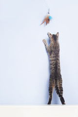 Cat catches with a feather toy