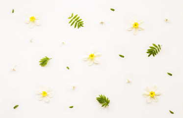 Spring flowers. Composition with green leaves and white iris flowers on white background. Top view, flat lay