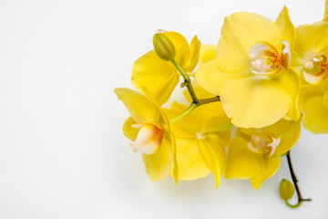 Fototapeta premium Branch yellow Orchid lying on white glass 