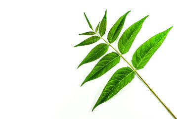 Green plant isolated