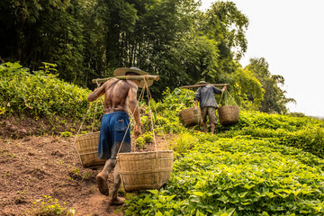 Two farmers pick baskets in the field