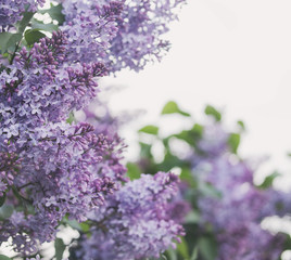 Lilac flowers nature background