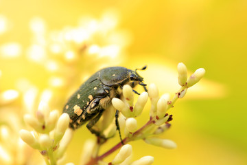 Oxycetonia jucunda