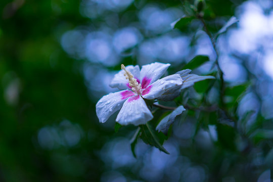 芙蓉（フヨウ）