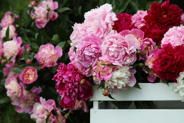 White, pink and crimson peonies in a white wooden box. Peonies in the spring garden.
