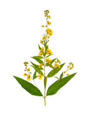 Pressed and dried flower loosestrife,  isolated