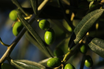 Olive tree with green olives