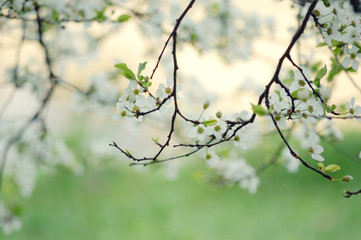 Spring blossom