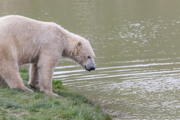 Polar bear