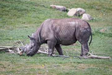 Obraz premium Rhino