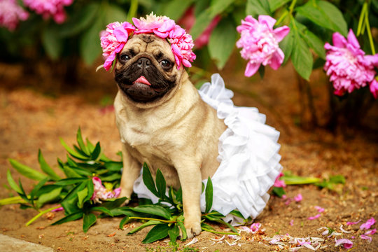 A happy pug puppy dog in the colors of peonies. Pug at a party at a picnic
